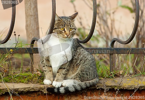 Image of Cat on a fence