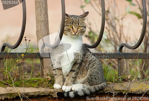 Image of Cat on a fence