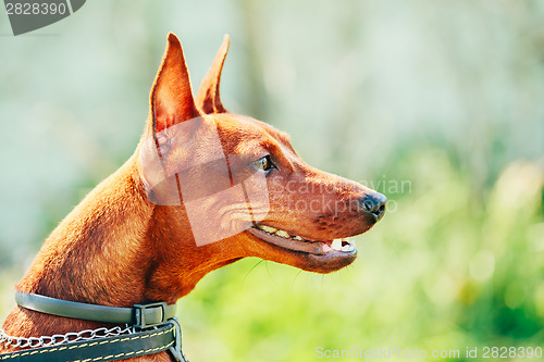 Image of Close Up Brown Dog Miniature Pinscher Head