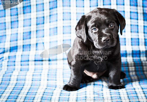 Image of Beautiful Black Labrador Puppy Dog