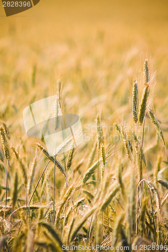 Image of Golden Barley Ears