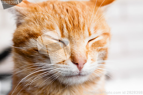 Image of Red Cat Sleeping