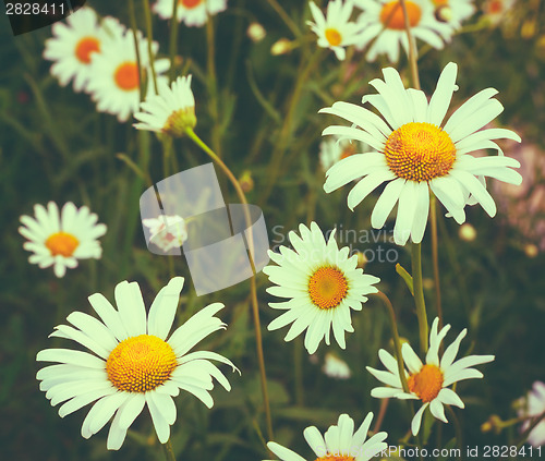 Image of White Chamomile