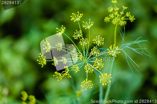 Image of Branch Of Fresh Green Dill 