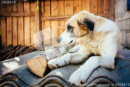 Image of White Dog Resting