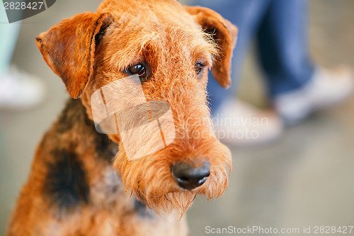 Image of Brown Airedale Terrier dog 