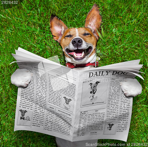 Image of dog reading newspaper 