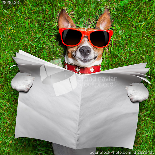 Image of dog reading newspaper 