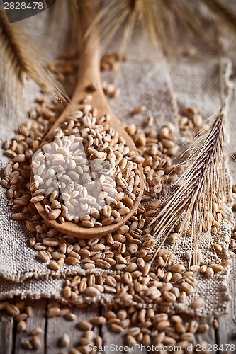 Image of wheat grain in wooden spoon 