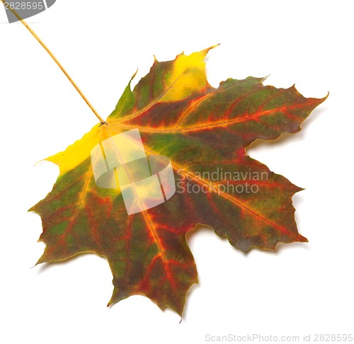 Image of Multicolor autumn maple leaf 