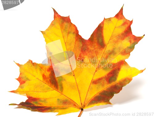 Image of Yellowed autumn maple-leaf on white background