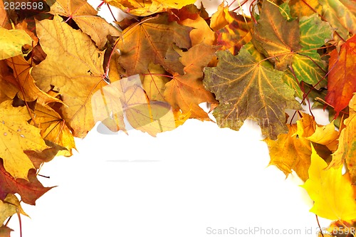 Image of Autumn dry maple-leafs background