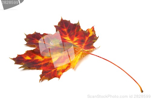 Image of Autumn yellowed maple leaf