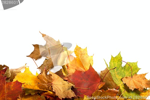 Image of Autumn maple-leaf background