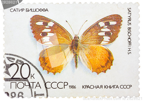 Image of Stamp printed in the USSR (Russia) shows a Butterfly with the in