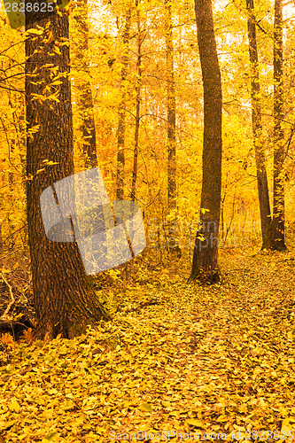 Image of Colorful Autumn Trees In Forest