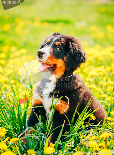 Image of Bernese Mountain Dog (Berner Sennenhund) Puppy