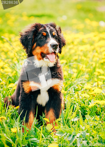 Image of Bernese Mountain Dog (Berner Sennenhund) Puppy