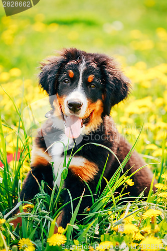 Image of Bernese Mountain Dog (Berner Sennenhund) Puppy