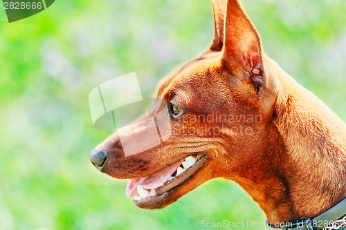 Image of Close Up Brown Dog Miniature Pinscher Head