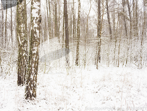 Image of Birch Forest In Winter