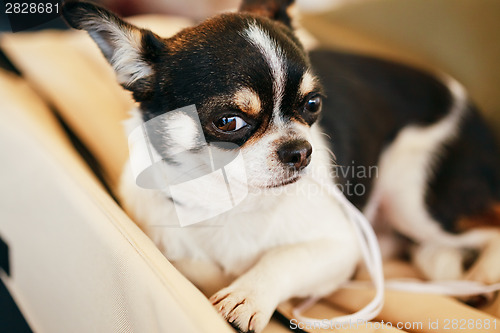 Image of Chihuahua dog close up portrait