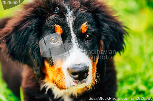 Image of Bernese Mountain Dog (Berner Sennenhund) Puppy