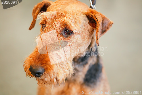Image of Brown Airedale Terrier dog 