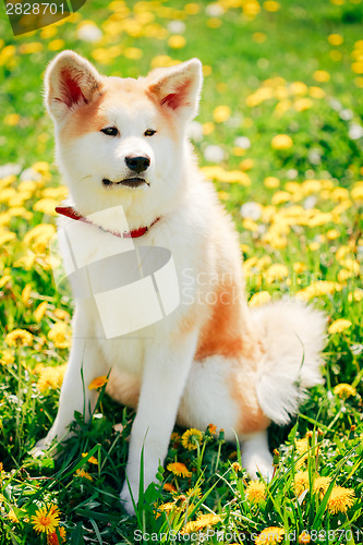 Image of Akita Dog (Akita Inu, Japanese Akita)