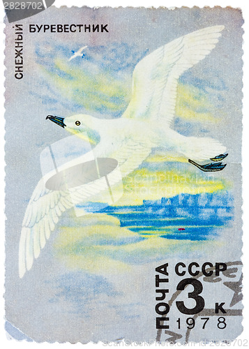 Image of Stamp printed in USSR shows image of a White winged Petrel from 