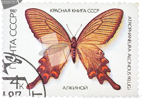 Image of Stamp printed in the USSR shows butterfly 
Alcinous, series