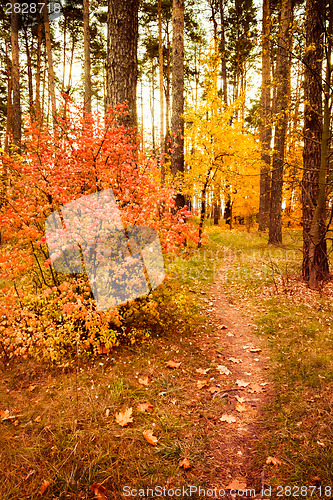 Image of Colorful Autumn Trees In Forest