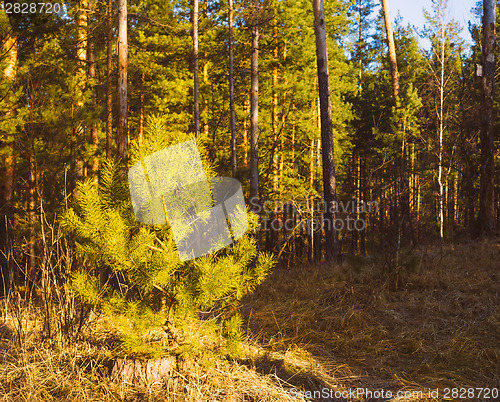 Image of Beautiful Landscape. Spring Time Forest At Sunset