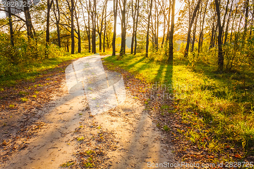 Image of Colorful Autumn Trees In Forest