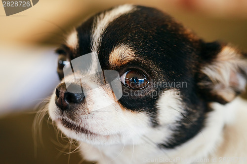 Image of Chihuahua dog close up portrait