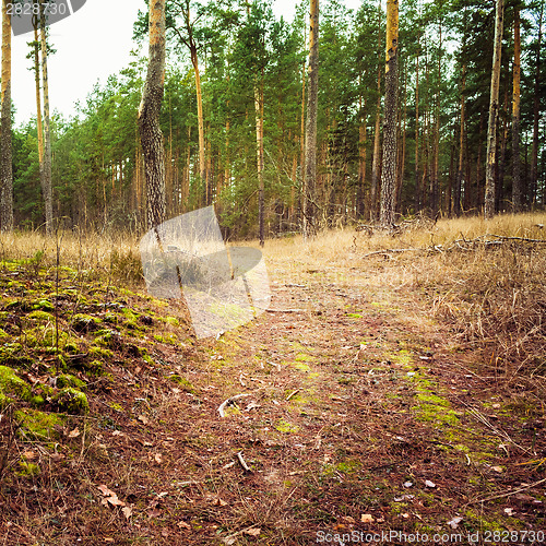 Image of Autumn Forest. Russian Nature