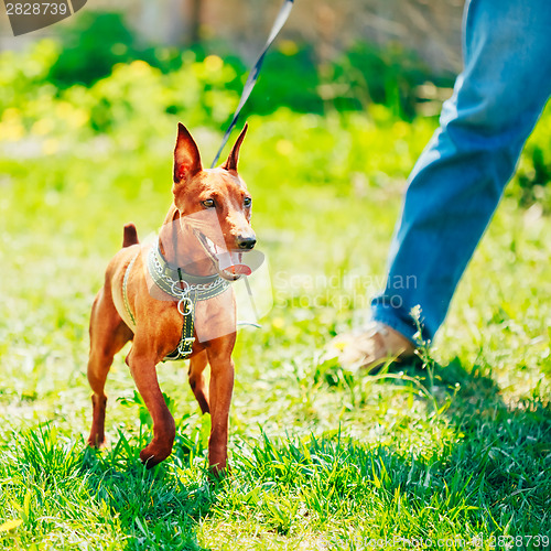 Image of Close Up Brown Dog Miniature Pinscher Head