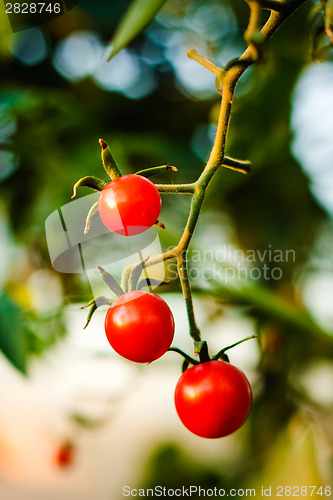 Image of Cherry Tomatoes In A Garden