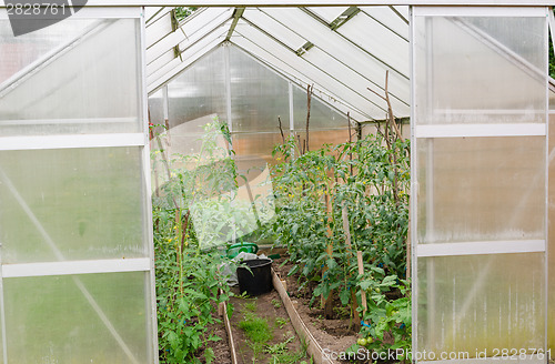 Image of tomato seedlings in rural greenhous  