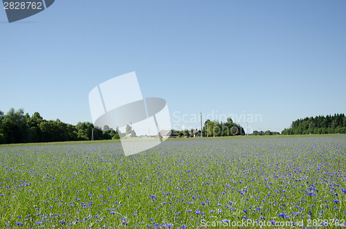 Image of wide summer cornflower horizon  