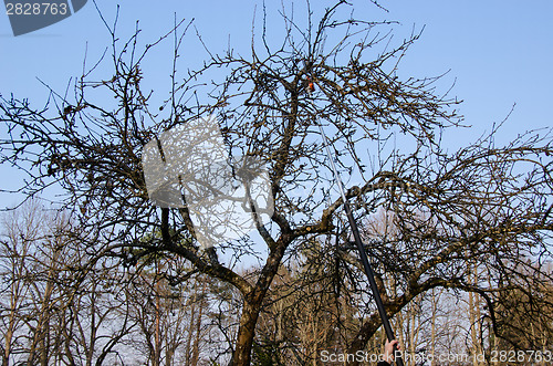 Image of pruning tree with gasoline saw, cutting branches  