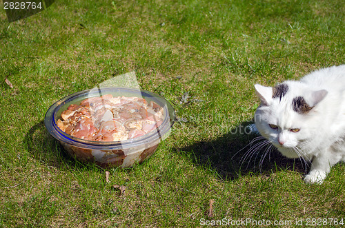 Image of bowl with pork pieces in meadow and white cat 