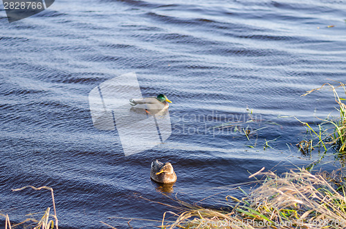 Image of two ducks floating peacefully in water 