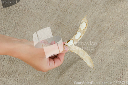 Image of hand hold open pod with three dried white beans 