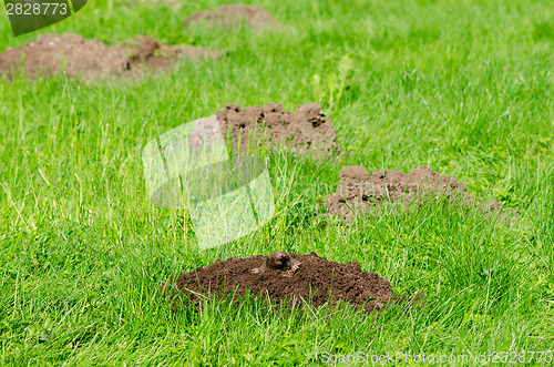 Image of Mole hills on lawn grass and animal head in soil 