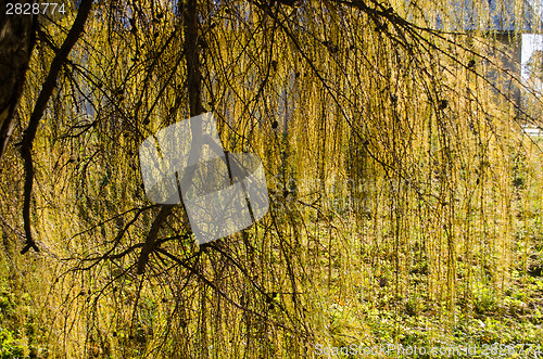 Image of nutant larch branches illuminated by sun 