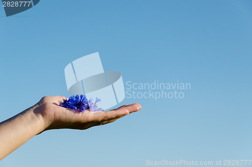 Image of female hand with cornflower on blue sky background 