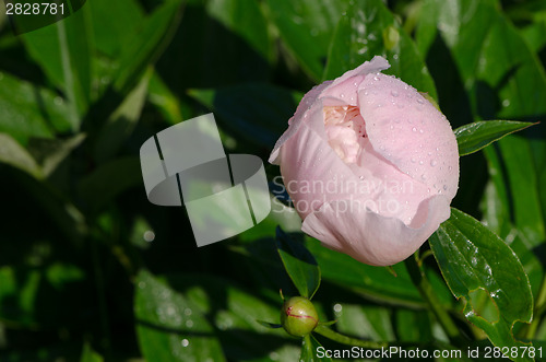 Image of unexpanded white peony flower bud covered dew 