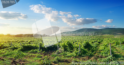 Image of Crimean vineyard