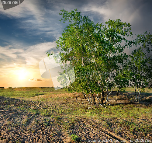 Image of Birches in the desert